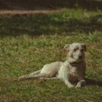 Συνελήφθη ο άντρας που εμφανίζεται σε βίντεο να κακοποιεί σκύλο