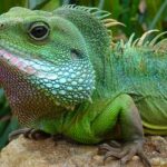 Τα ζώα κινδυνεύουν περισσότερο με εξαφάνιση στην Κίνα σε σχέση με οποιαδήποτε άλλη χώρα