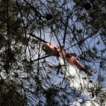 Φωτιά σε δασική έκταση στη Σάμο