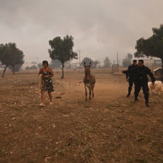 Όταν τα ζώα πληρώνουν τα λάθη μας – και όχι μόνο στις φωτιές