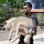 Πυρκαγιές: Πόσα ιπποειδή, παραγωγικά και ζώα συντροφιάς έχουν διασωθεί από τις φλόγες