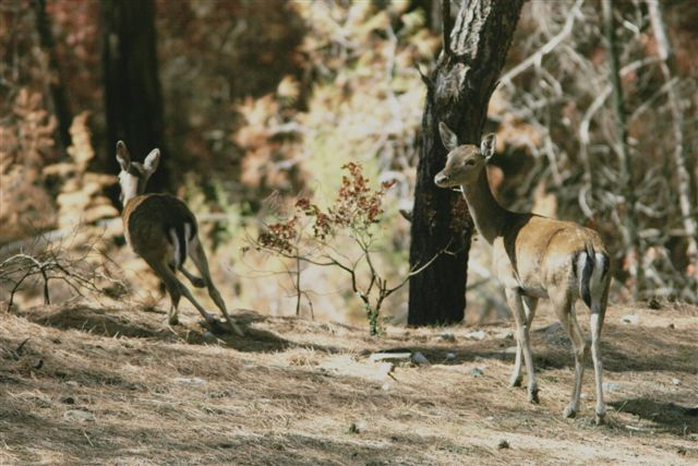 Ρόδος: Αρκετά από τα ελάφια του νησιού έχουν πέσει θύματα της πυρκαγιάς