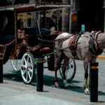 Ανοιχτή επιστολή φιλοζωικών σωματείων για την απαγόρευση χρήσης ιπποειδών ως «ταξί»