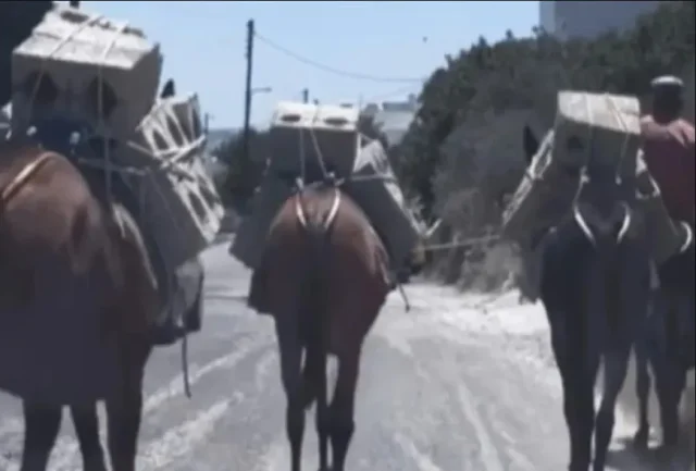 Σαντορίνη: Μουλάρια κουβαλούν τσιμεντόλιθους μέσα στον καύσωνα [ΒΙΝΤΕΟ]