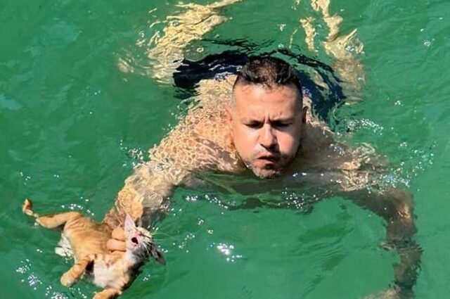 Σαλαμίνα: Μέλος πληρώματος πλοίου βούτηξε στη θάλασσα για να σώσει γατάκι [ΒΙΝΤΕΟ]