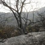 Πυρκαγιές Ιουλίου: Κάηκαν 470.000 στρέμματα σε 15 ημέρες