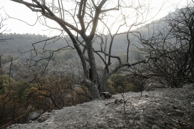 Πυρκαγιές Ιουλίου: Κάηκαν 470.000 στρέμματα σε 15 ημέρες