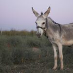 Εισαγγελική έρευνα για αγώνες ταχύτητας γαϊδουριών με ανήλικους αναβάτες στη Λέσβο [ΒΙΝΤΕΟ]