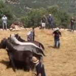 Σε χωριό της Αρκαδίας χτυπούν άλογα σε αναπαράσταση αλωνίσματος γιατί είναι… “έθιμο”