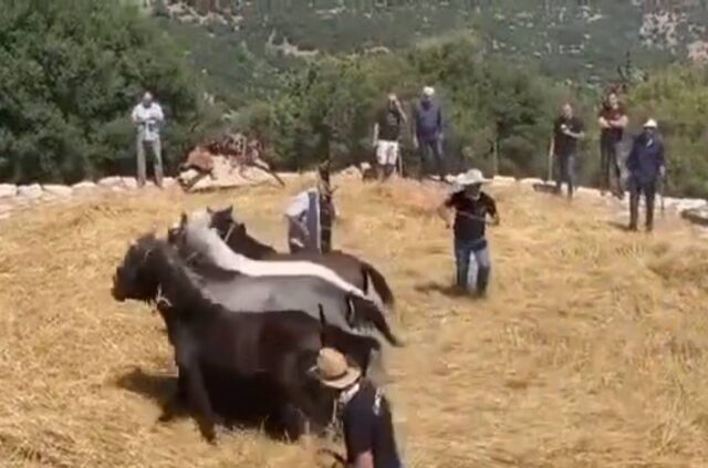 Σε χωριό της Αρκαδίας χτυπούν άλογα σε αναπαράσταση αλωνίσματος γιατί είναι… “έθιμο”