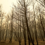 Αναστέλλεται για ένα έτος, η τοποθέτηση ανεμογεννητριών στα καμένα του Έβρου