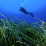 WWF Ελλάς, ΕΛΚΕΘΕ και CycladesPreservationFund ενώνουν δυνάμεις για να προστατεύσουν τα Λιβάδια Ποσειδωνίας