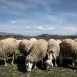 Πάνω από 400.000 ζώα έχουν θανατωθεί λόγω ευλογιάς