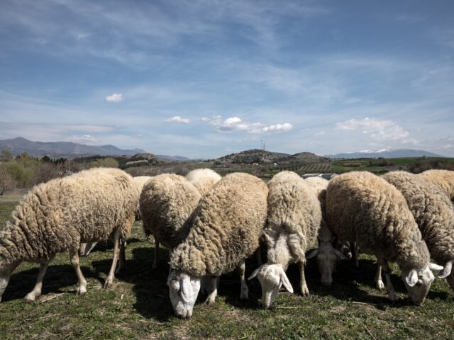 Αυτοκτόνησε κτηνοτρόφος στην Πιερία – Το κοπάδι του σφαγιάστηκε λόγω ευλογιάς