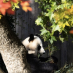 Κίνα: Έκδοση σειράς αναμνηστικών νομισμάτων με πάντα