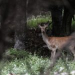 #partetavouna: Τέσσερις κοπέλες δίνουν φωνή στην Πάρνηθα