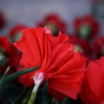 Επετειακή συνεδρίαση στη Βουλή για το Πολυτεχνείο – Δεν συμμετείχαν οι «Σπαρτιάτες»