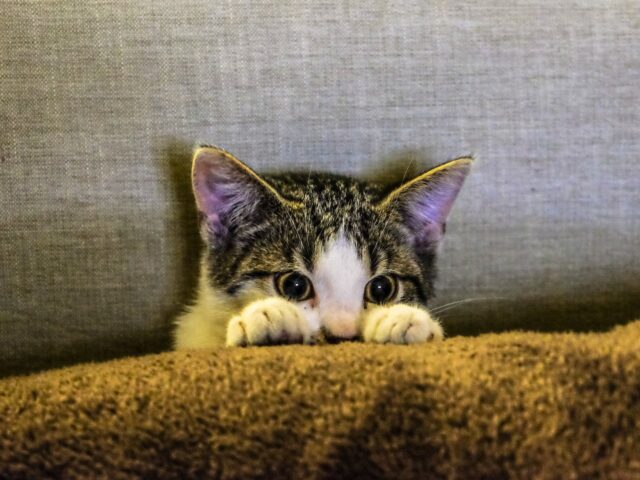 Θανατηφόρος κορωνοϊός σε γάτες: Αίτημα απαγόρευσης εισόδου αιλουροειδών από Ελλάδα και Κύπρο στη Βρετανία