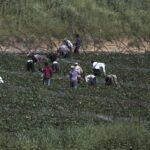 Νέα Μανωλάδα: Μεγάλη πυρκαγιά σε καταυλισμό εργατών γης [ΒΙΝΤΕΟ]