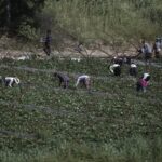 Εξαρθρώθηκε κύκλωμα εκμετάλλευσης μεταναστών εργατών γης