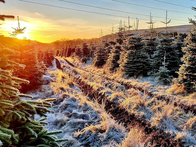 Σε μια βιώσιμη φάρμα χριστουγεννιάτικων δέντρων στη Σκωτία, όλο τον χρόνο είναι γιορτή