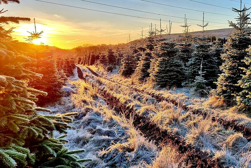 χριστουγεννιάτικη φάρμα