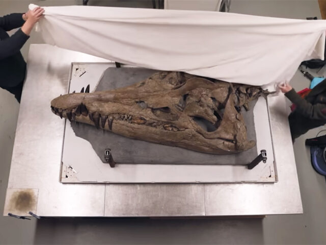 Βρετανία: Επιστημονικό δέος προκαλεί το κρανίο του T. Rex της θάλασσας [ΒΙΝΤΕΟ]