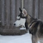 Αράχωβα: Καταγγέλλουν «ομερτά» για την κακοποίηση του σκύλου