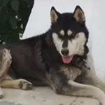 Αράχωβα – θάνατος Όλιβερ: Η αποκάλυψη της δικηγόρου και η καθυστέρηση της νεκροψίας