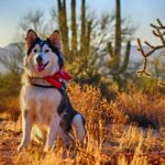 Παρέμβαση του Αρείου Πάγου για τον άγριο βασανισμό σκύλου στην Αράχωβα