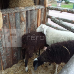 Βόλος: Παρέμβαση εισαγγελέα για τα ζώα στις χριστουγεννιάτικες φάτνες του δήμου