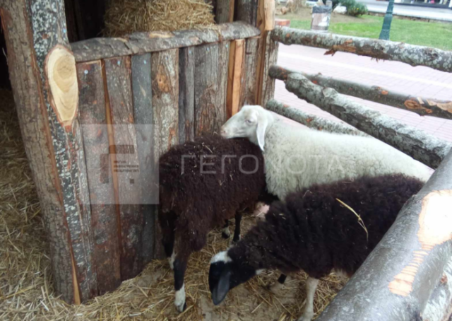 Βόλος: Παρέμβαση εισαγγελέα για τα ζώα στις χριστουγεννιάτικες φάτνες του δήμου