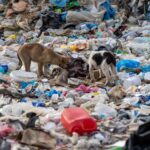 Ξάνθη: Εκατοντάδες αδέσποτα σκυλιά εγκαταλελειμμένα σε χωματερή