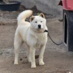 Η Νότια Κορέα βάζει τέλος στο εμπόριο κρέατος σκύλου