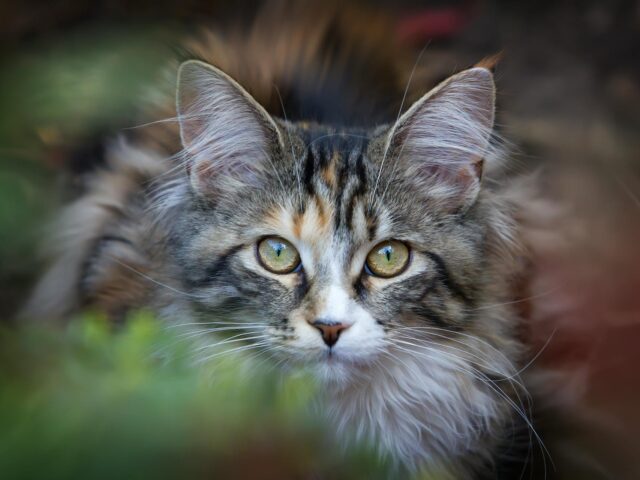 Ένα Σαββατοκύριακο γεμάτο γάτες