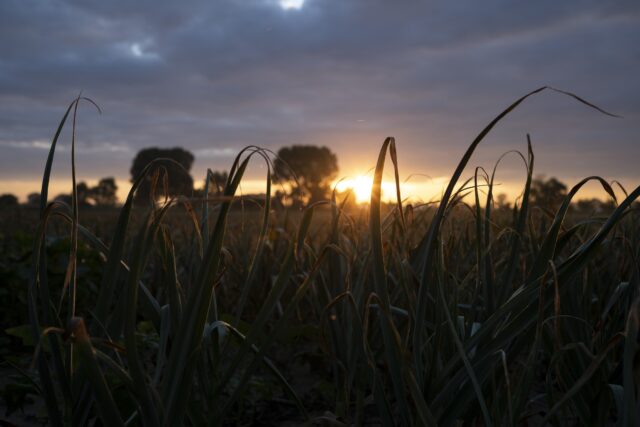 Βέροια: Χειροπέδες σε πατέρα και γιο για εκμετάλλευση εργατών γης