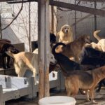 Θεσσαλονίκη: Αθωώθηκε η 52χρονη που φιλοξενούσε 94 σκυλιά στο σπίτι της