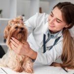 Σχολή κτηνιατρικής στο Ευρωπαϊκό Πανεπιστήμιο Κύπρου