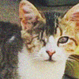 Όχι, δεν θα έπρεπε να χάνεται ένα γατί σαν να είναι βαλίτσα