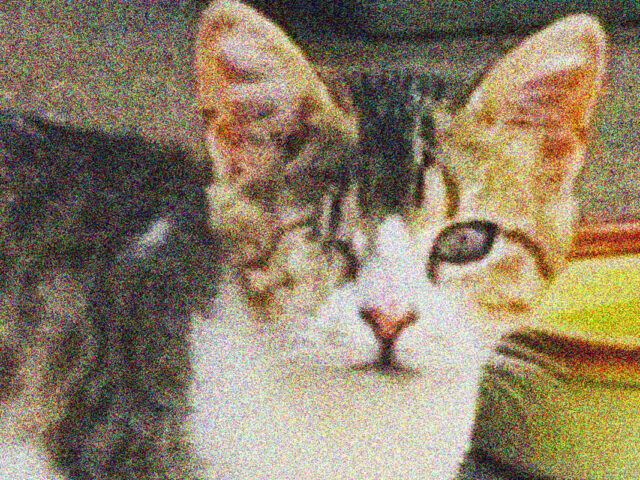 Όχι, δεν θα έπρεπε να χάνεται ένα γατί σαν να είναι βαλίτσα