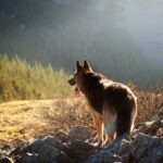 Εντοπίστηκαν 193 δηλητηριασμένα δολώματα και νεκρά ζώα σε ορεινή περιοχή της Θεσσαλίας