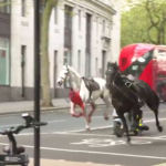 Λονδίνο: Άλογα τρέχουν στο κέντρο της πόλης [ΒΙΝΤΕΟ]