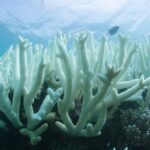 Ο Μεγάλος Κοραλλιογενής Ύφαλος πλήττεται από το χειρότερο επεισόδιο λεύκανσης που έχει παρατηρηθεί ποτέ