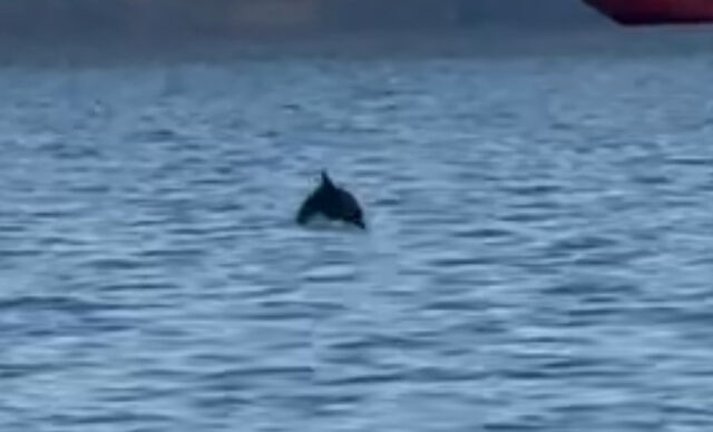 Θεσσαλονίκη: Δελφίνια στον Θερμαϊκό μαγνήτισαν τα βλέμματα