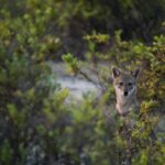 Αλεπού έκανε «βόλτες» στους δρόμους του Γαλατσίου [ΒΙΝΤΕΟ]