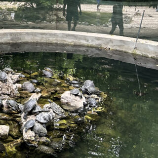 Τι συμβαίνει με τις εγκαταλελειμμένες νεροχελώνες και τα αιχμάλωτα ζώα στον Εθνικό Κήπο;