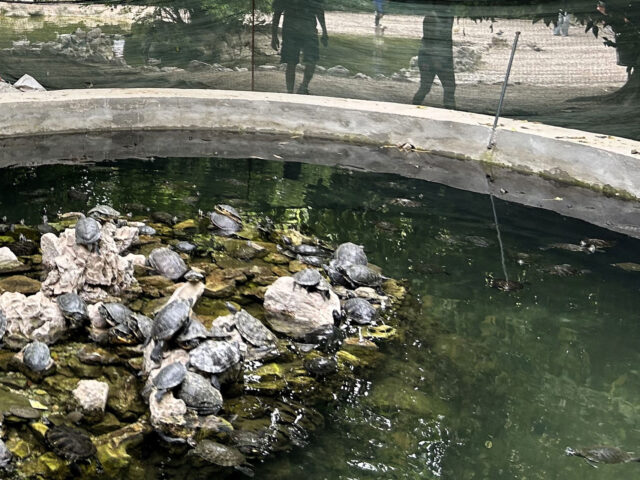 Τι συμβαίνει με τις εγκαταλελειμμένες νεροχελώνες και τα αιχμάλωτα ζώα στον Εθνικό Κήπο;