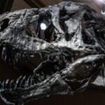 ΗΠΑ: Τρία παιδιά ανακάλυψαν απολιθώματα Τυραννόσαυρου Ρεξ [ΒΙΝΤΕΟ]