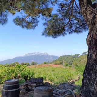 Γλυκό Σαμιώτικο Λευκό Κρασί: Ένα οδοιπορικό στους ορεινούς αμπελώνες της Σάμου