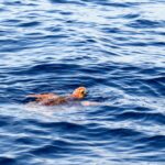 Υλοποίηση των δεσμεύσεων για την προστασία των θαλασσών, ζητούν από τον πρωθυπουργό εννέα οργανώσεις